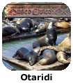 Otaridi